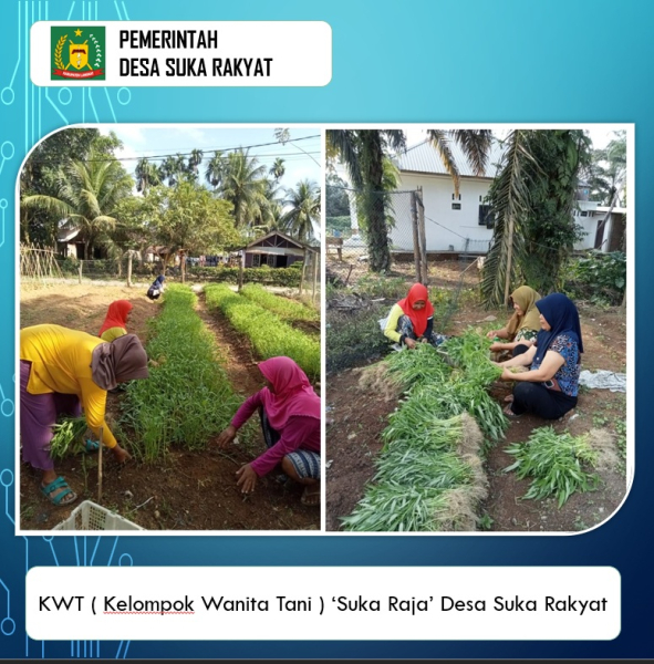 KWT ( Kelompok Wanita Tani ) 'SUKA RAJA' Desa Suka Rakyat
